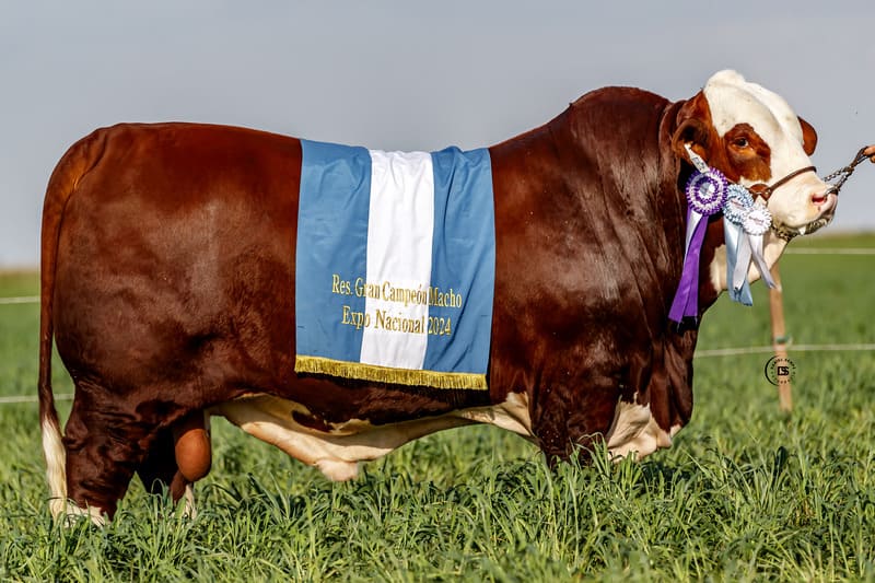 MARCABOTE 122M RAM 21570 MAGICO TE