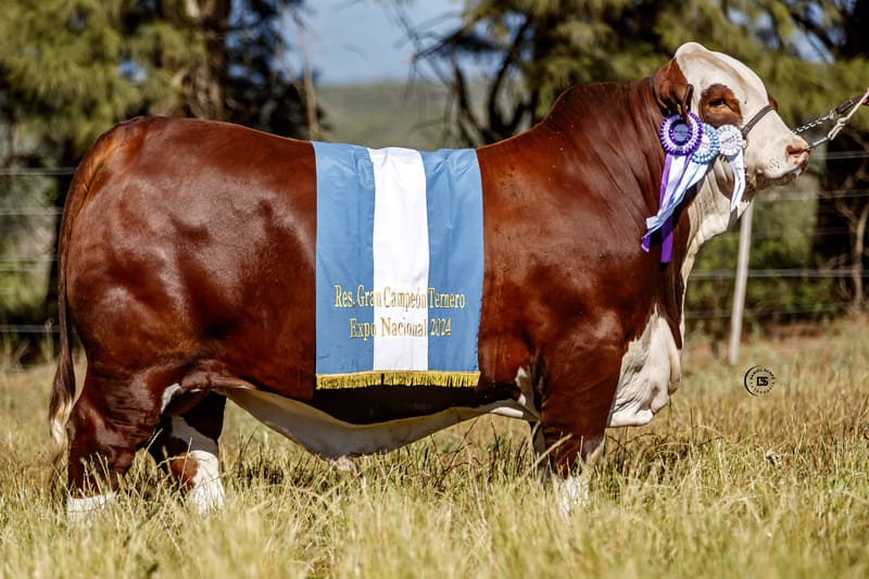 VACA HUASI 12524 EXPERTO 7990 SALTEÑO TE