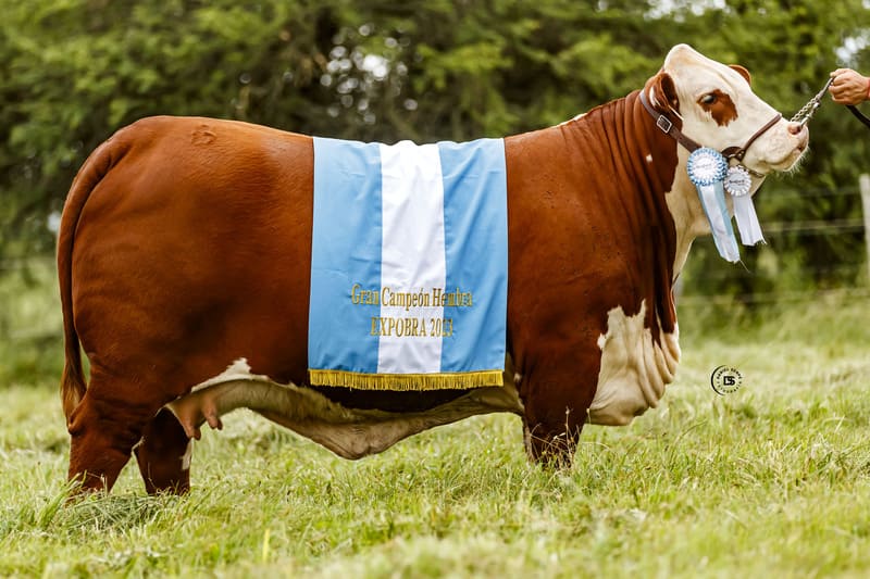 MARCABOTE 152M EXPERTO 15800 CHE RUBICHA TE - 