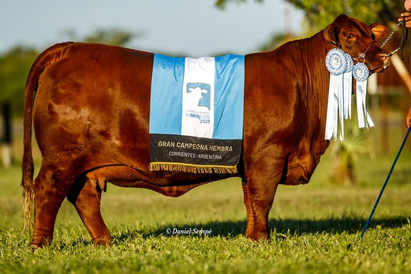 VACA HUASI 1572 VIAMONTE 5994 PICANTE TE 