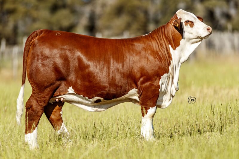 VACA HUASI 16836 POMELO 74M DOMINGO FIV