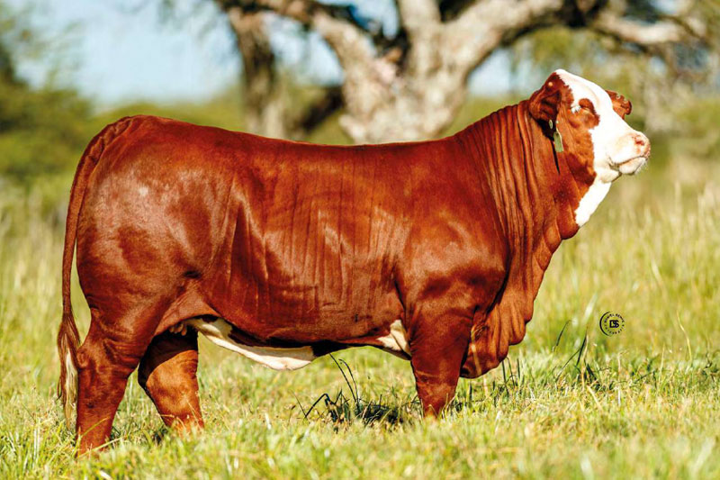 PILAGAS 34404 POMELO 19170  CHE RUBICH&Aacute; FIV