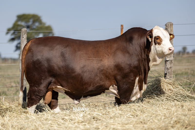 GUASUNCHOS 5422 PAYE 3812 HA'EVE TE