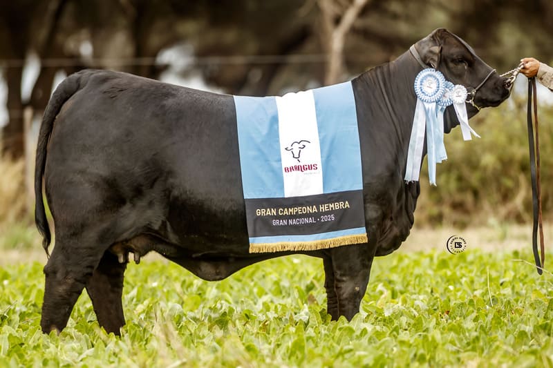 ITIN 584 TURBO 3365 CURANDERO TE