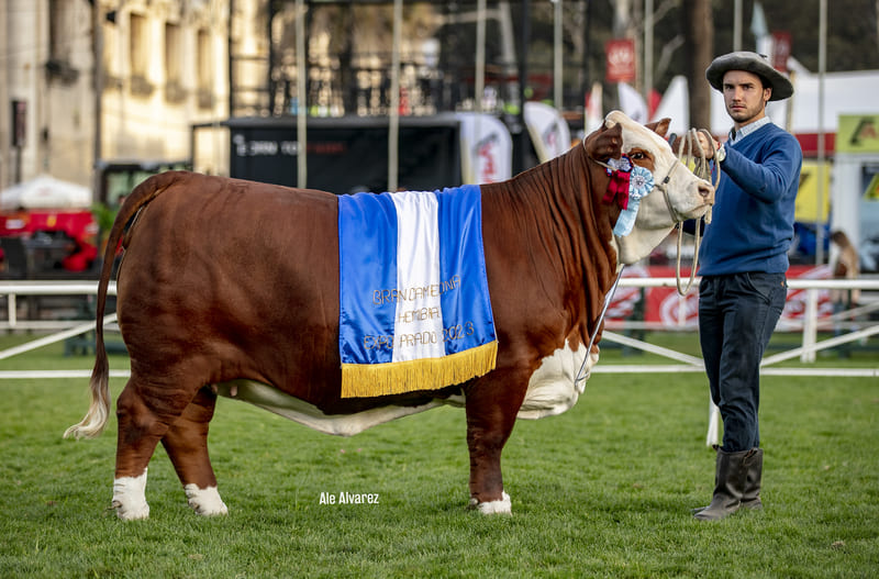 TRES CERROS 6138 MIDAS 5358 EXPERTO TE