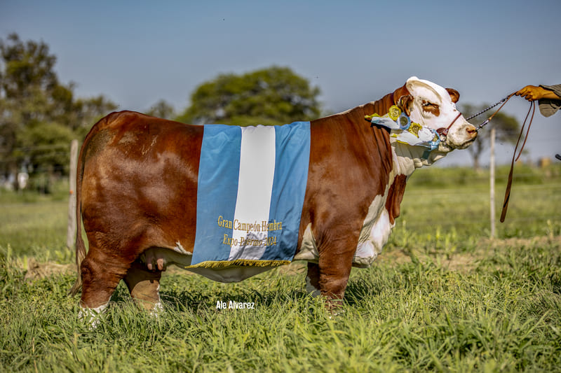 GUASUNCHOS 6606 MAGO 3812 HA'EVE FIV