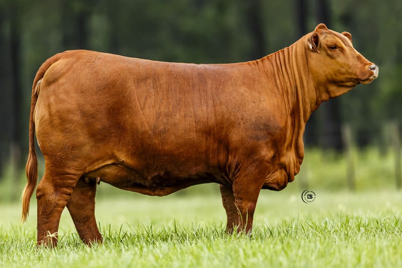 VICTORIOSA 6762 CAUTIVO 133 PIMENTON FIV