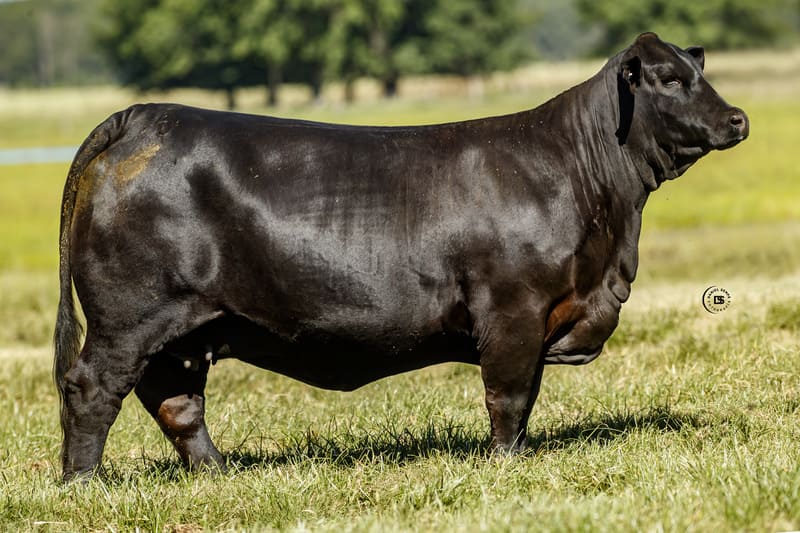 REAL LAJITAS 7482 LONQUIMAY 5968 TURBO TE