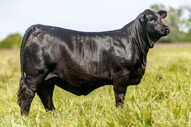 VICTORIOSA 7750 MUNDIAL 6076 MAYU FIV