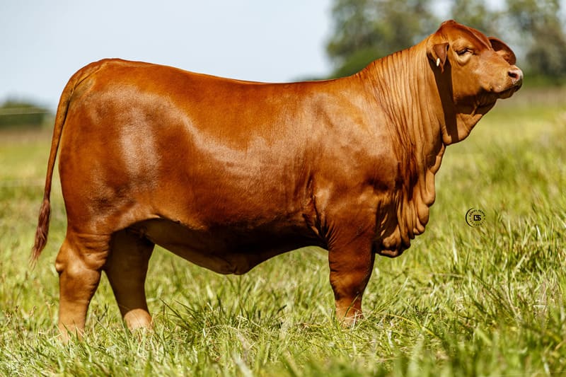 VICTORIOSA 7840 DRAGO 8312 ACORAZADO FIV