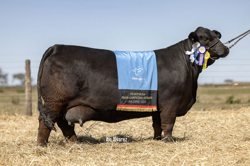 GUASUNCHOS 9198 MAYU D6758 FRANCESCO FIV