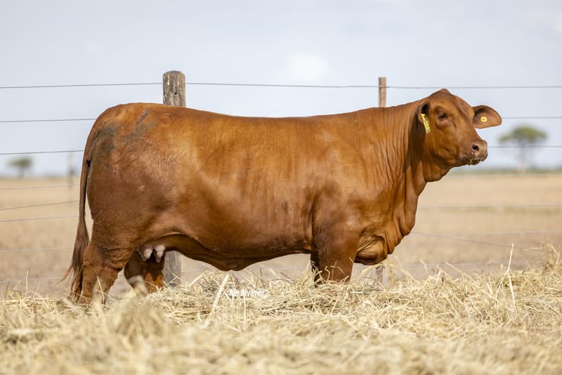 GUASUNCHOS 9872 VIAMONTE 7466 PANCHO FIV