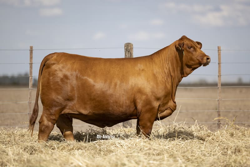 GUASUNCHOS 9940 VIAMONTE 8808 NANDO FIV