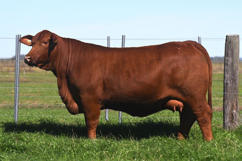 LAS CASUALINAS TC SORPRESA E108 TE