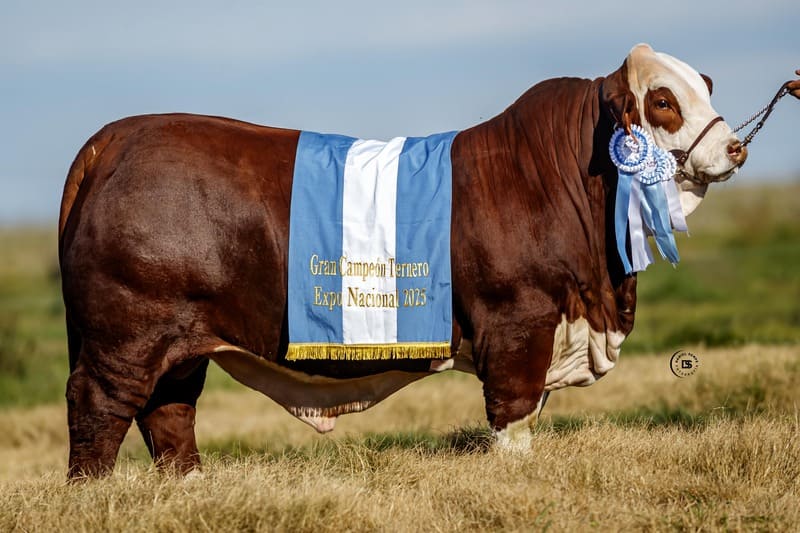 GANAGRIN E398 TARAGUI W078 CHE RUBICHA TE