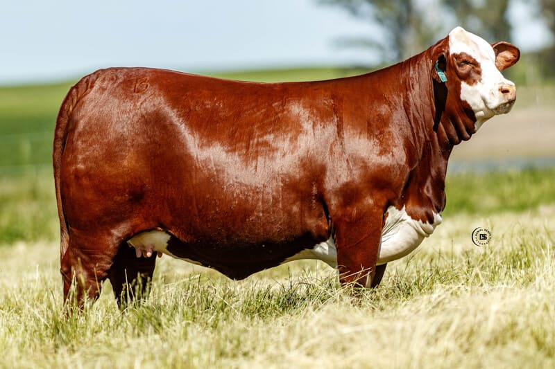 GANAGRIN E544 PAYESERO F1016 EXPERTO TE