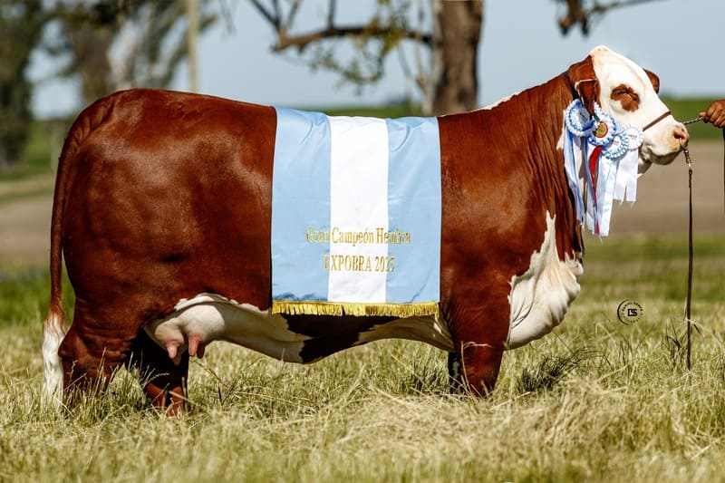 GANAGRIN E548 PAYESERO F1016 EXPERTO TE