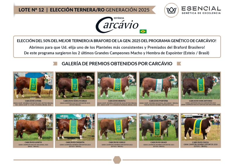 ELECCION TERNERO/A CARCAVIO 2025