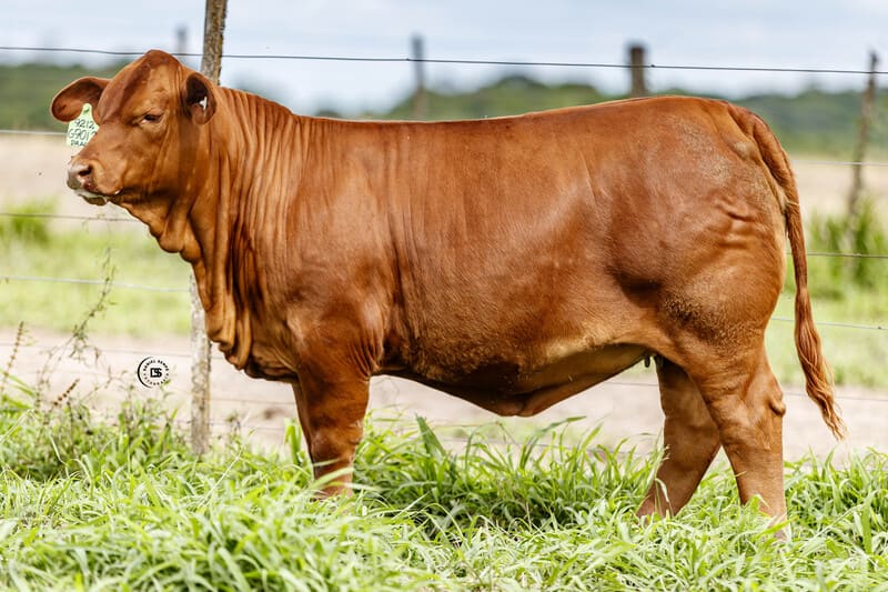 AGROMELU DEL NORTE G9012 DRAGO 9212 NANDO FIV