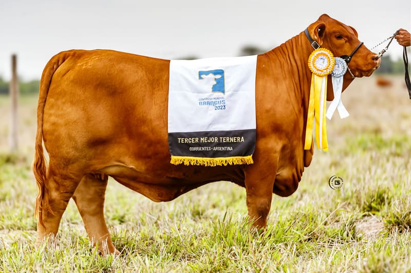 RINCONADA R1188 NANDO 212 RUSSO FIV