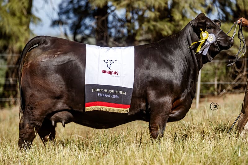 RINCONADA R1280 BG R327 MAYU R334 FRANCESCO