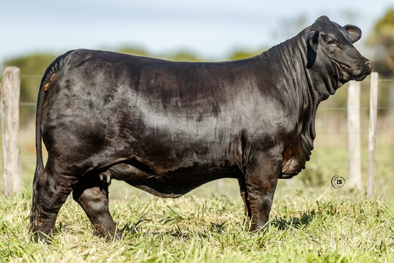 RINCONADA R1644 MAYU 5790 FRANCESCO FIV