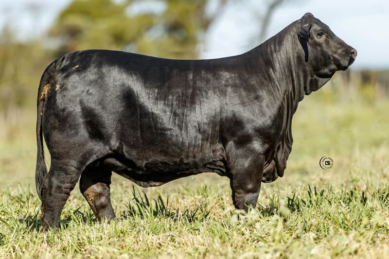 RINCONADA R1740 VIAMONTE R328 MAYU FIV