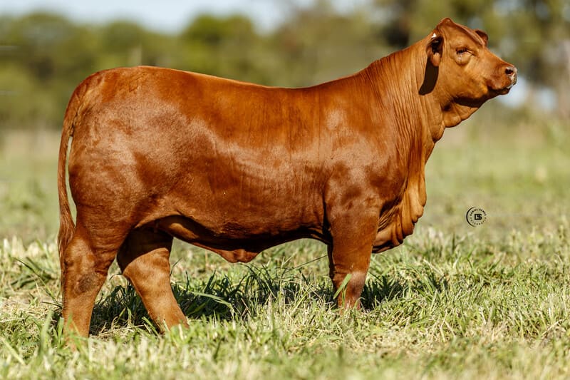 RINCONADA R1834 NANDO R432 LAMBARE FIV