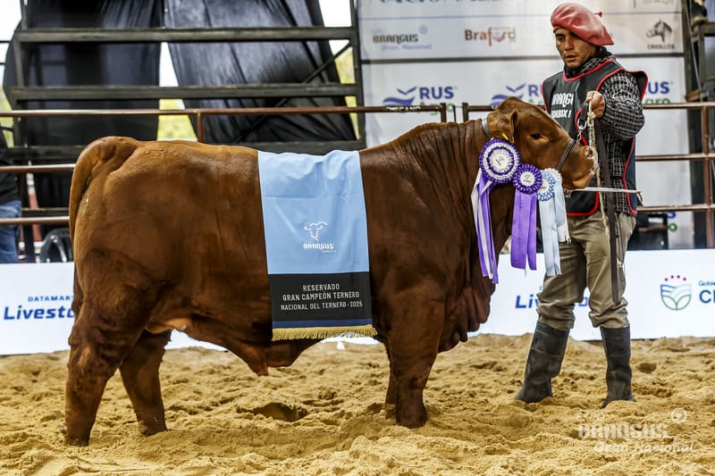 RINCONADA R432 LAMBARE 98 LIBERAL T/E